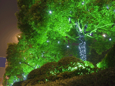 Ландшафтное освещение, подсветка деревьев